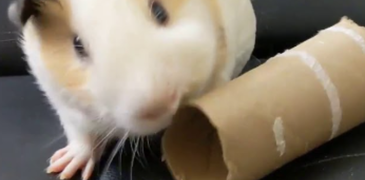 Can Guinea Pigs Eat Toilet Paper Rolls