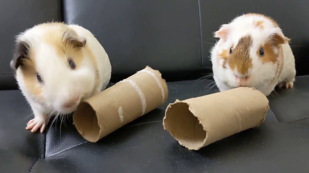 Can Guinea Pigs Have Toilet Paper Rolls
